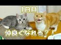 子猫が猫と仲良しになるまで、1日目 - the 1st day of the cats -