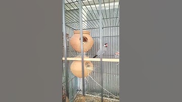 java exhibition finch # start nesting# for September breeding season#viral short video