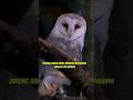 fakta unik burung hantu #owl #faktaunik #faktamenarik  #burunghantu