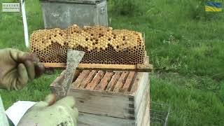 Відео №162  Альпійський вулик. Перше розширення гнізда  бджолородини.