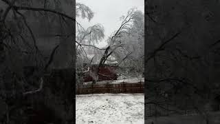Large Tree Topples Over in Yard as Winter Storm Sweeps Tennessee