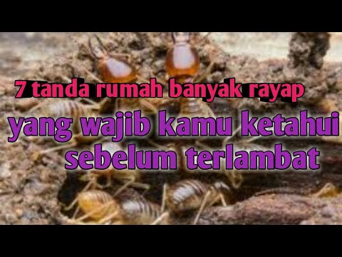 Video: Apakah rayap meninggalkan lubang?