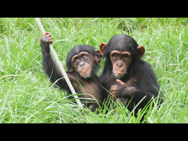 Best Friends: Hayate and Shijimi, Tama Zoo, Chimpanzees, 202608
