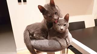 The one where Rupert is the King of the Castle - Featuring Russian Blue and Burmese cats by Rupert the Cat and Family 828 views 2 years ago 4 minutes, 26 seconds