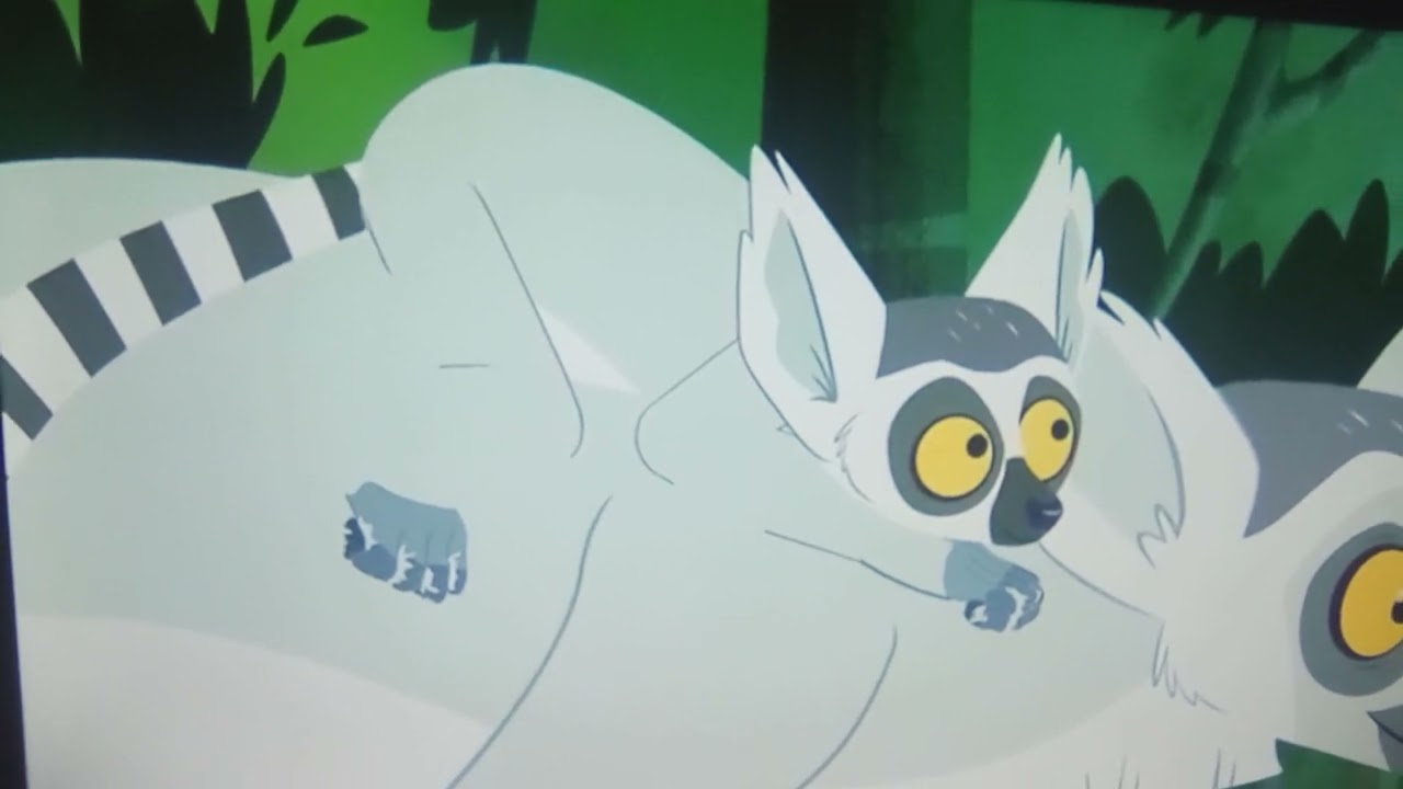 Clingon The Baby Ring-Tailed Lemur With Liam Knight Voice 