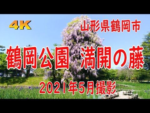 4k 鶴岡公園 藤の花 山形県鶴岡市 Youtube