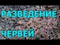 ПРОСТОЙ СПОСОБ РАЗВЕДЕНИЯ ЧЕРВЕЙ НА ДОМУ ВЕРМИ ФЕРМА