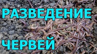 видео Выращивание и разведение червей как бизнес в домашних условиях + Видео