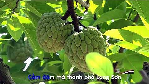 KARAOKE hát then: Cằm then slắng bạn (Chuẩn nhạc, lời chuẩn, Hát then Bích Hồng )