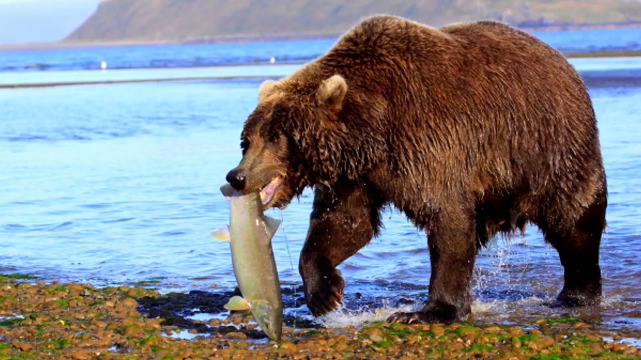 Питание медведя. Питание бурого медведя. Европейский бурый медведь питание. Дальневосточный медведь летом. Пермский край бурый медведь Пипиша.