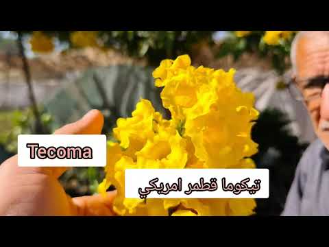 التيكوما القطمر Tecomaو الاكاسيا و الكوليوس والنباتات الداخلية في مشتل الحطاب جولة زراعية 