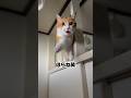 自己中すぎる猫。　#shorts