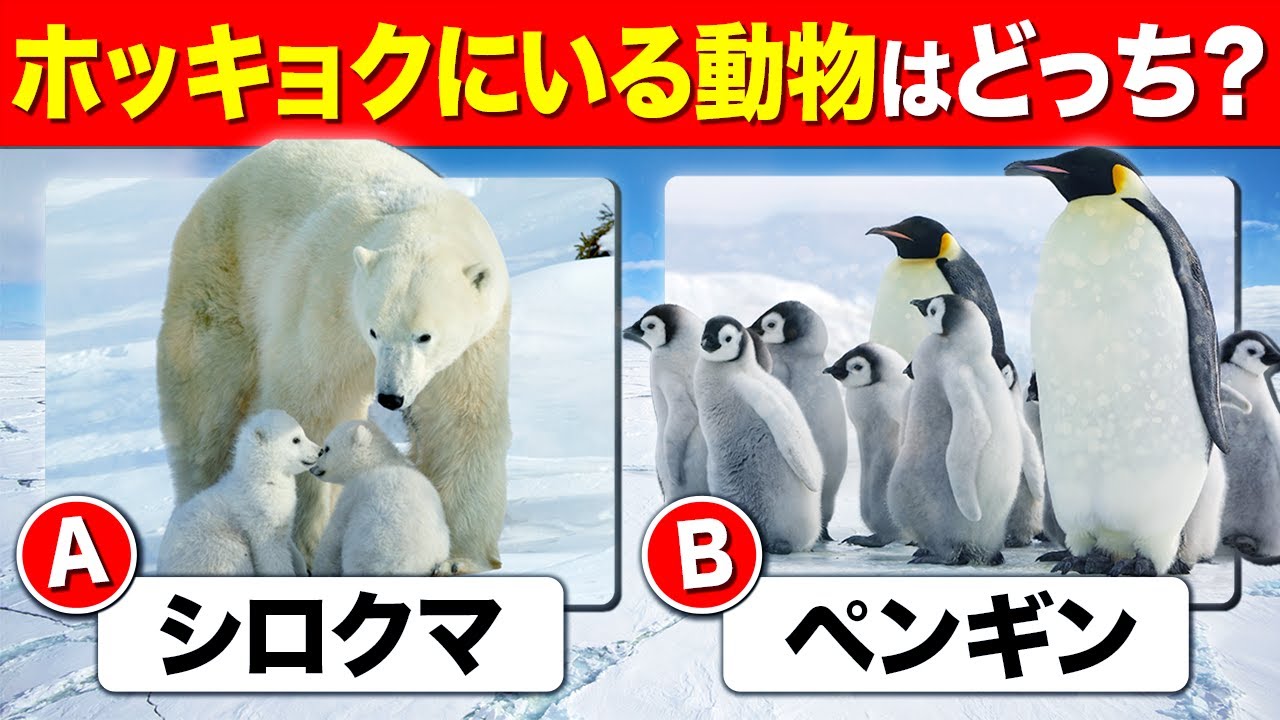【40問の動物クイズ】ぜんぶわかったら動物はかせ！｜小学生向けクイズ