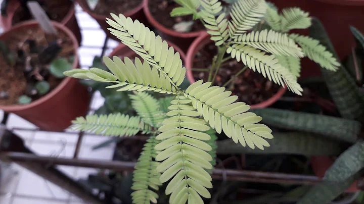 阿北杂草时间 含羞草 种植方法 - 天天要闻