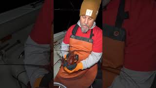 Learn about California Spiny Lobsters!