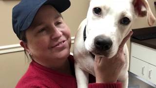 Dog rescue transport Texas to Michigan 12/14/18