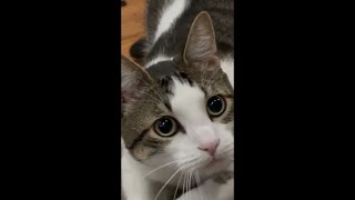 Cat Pouncing Compilation Video 4K