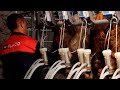 FLACO Sala de ordeño para cabras en línea baja 1x24