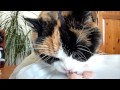 Hungry sophie cat eating  calico