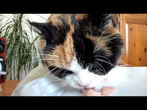 Hungry Sophie cat eating - calico