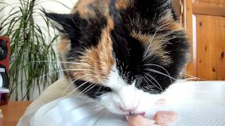 Hungry Sophie cat eating - calico