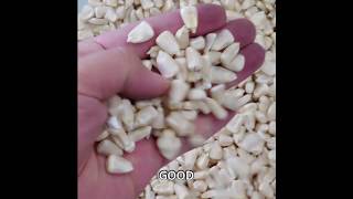 DAEWON GSI WHITE CORN SORTING TEST
