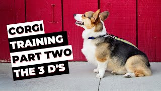 Corgi Training Guide: Part 2  HOW to TEACH Your Dog IMPULSE CONTROL