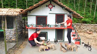 Finished Building Bricks House For Dogs and Cats, Build Beautiful House For Puppies and Kitty