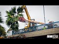 𝗖𝗥𝗢𝗦𝗦𝗜𝗡𝗚 𝗢𝗩𝗘𝗥: Two More Palms Relocated for Pier Bridge Project