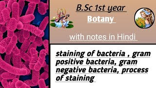 Staining Of Bacteria Bsc 1St Gram Positive Bacteria Gram Negative Bacteria Process Of Staining