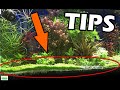 Fast aquarium foreground plants for a better planted tank