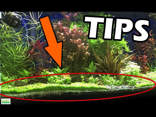 Planting and Propagation Techniques