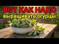 Огурцы от семечки до урожая — единственное видео, которое вам нужно!