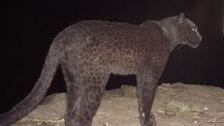 The Real Black Panther - Black Leopard Spotted in Kenya - YouTube
