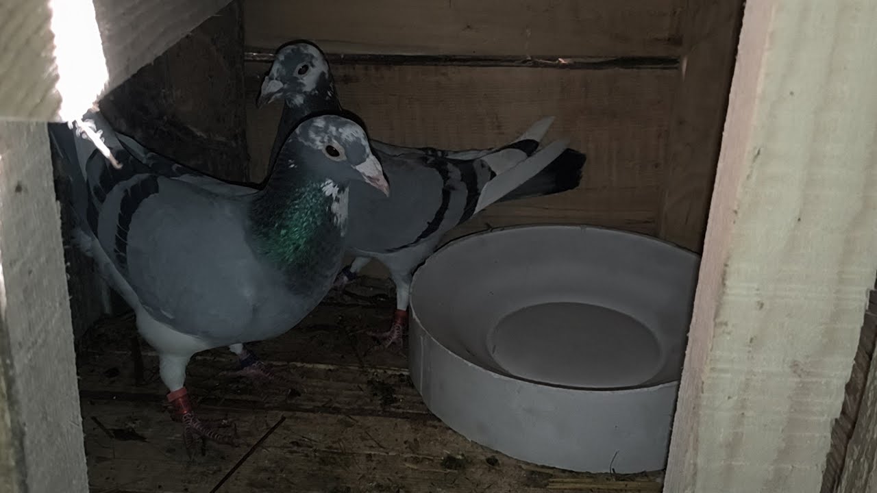 Am pus cuibarele la porumbeii 🏆❤️🥇