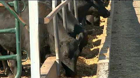 An introduction to the Australian feedlot industry