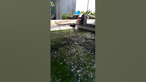 Robot pelontar pakan ikan lele otomatis berbasis microcontroler