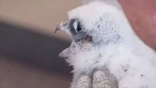 Springfield MA, Monarch Place | Banding of the Chicks  Friday, May 17th, 2024