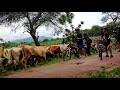 vacas en el camino