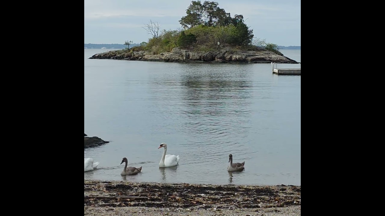 Mute swans are relaxing and enjoying themselves 