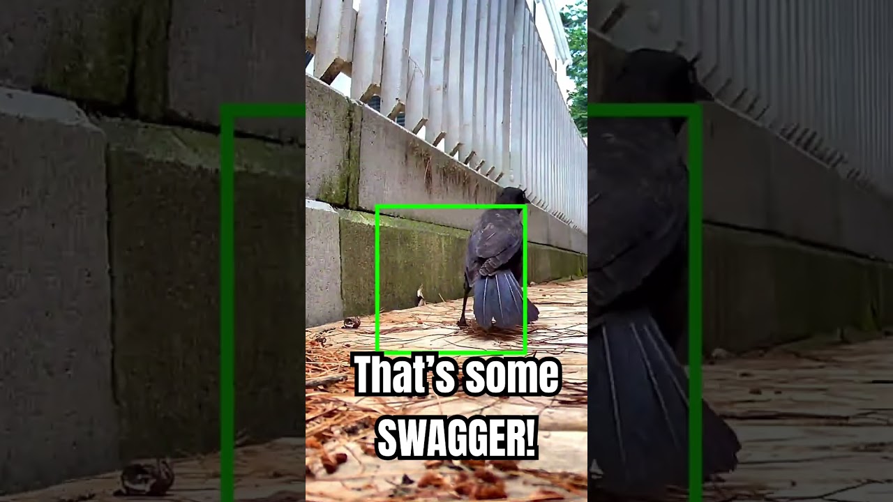 On the Boardwalk: That’s some Swagger! 