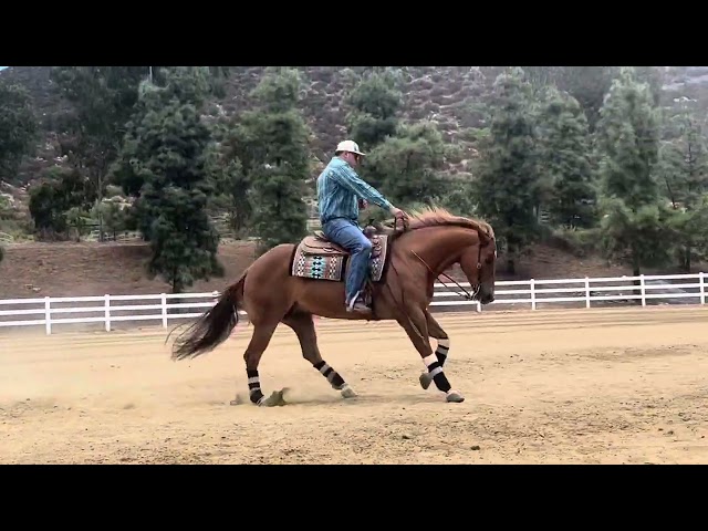 Tex 8 yr gelding reining for sale !