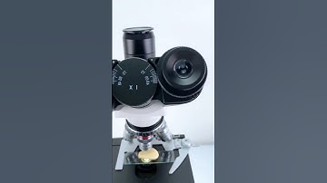 Garlic ubder the microscope #microscope #science #experiment