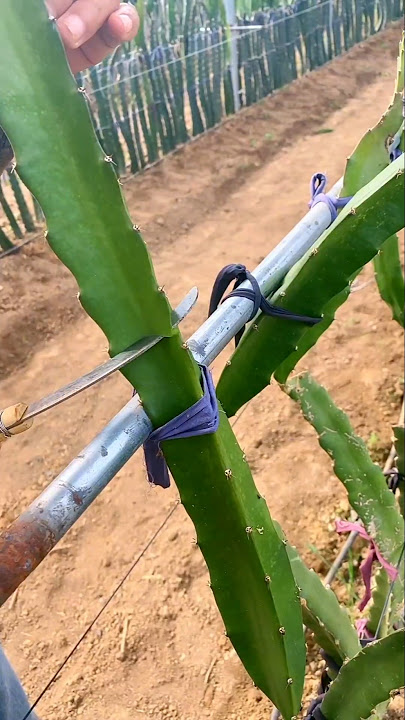 Dragonfruit Farming Techniques #farming #agriculture #fruit