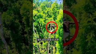 ベテルナッツの収穫方法