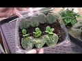 African Violets..............pulling babies and planting #1