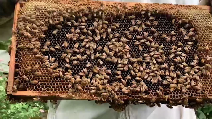 Frame of honey and queen