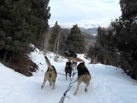 1-2011 Dog Sledding in Vail