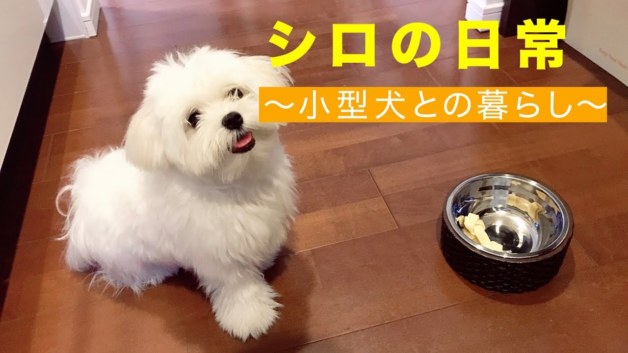 シロの日常 小型犬との暮らし【あなたも犬が飼いたくなる！？】 - YouTube