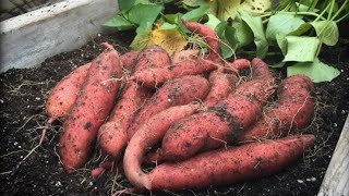 DIY Tire Garden: Growing Glowing Sweet Potatoes at Home!#DIYGarden #SweetPotatoes #HomeGrown